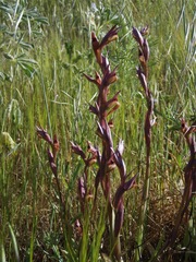 Bilamellaria