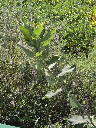 common milkweed