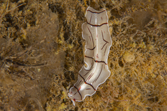 Eurylepta californica