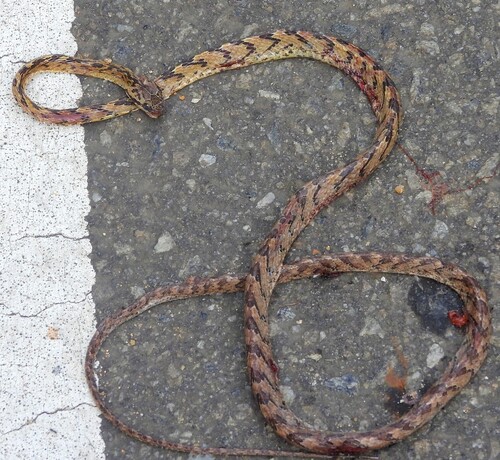 Sri Lanka Cat Snake