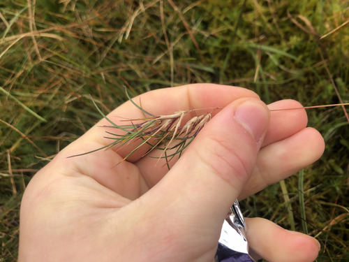 Festuca vivipara observed 2026-09-03
