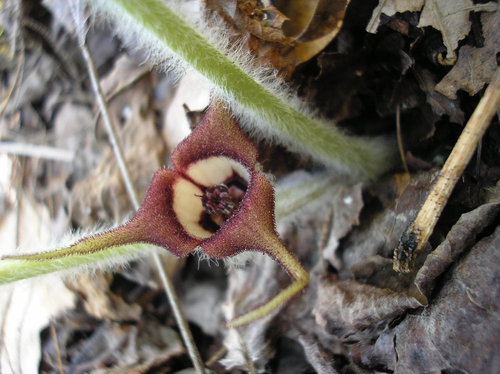 Asarum canadense, photograph 5