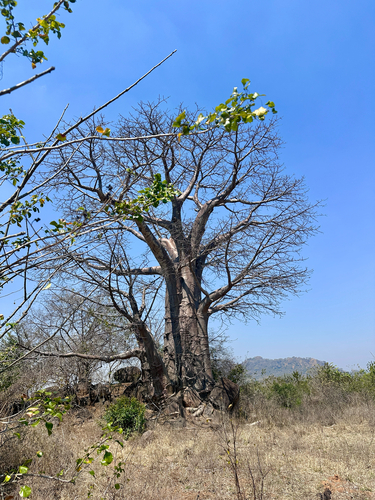 African baobab