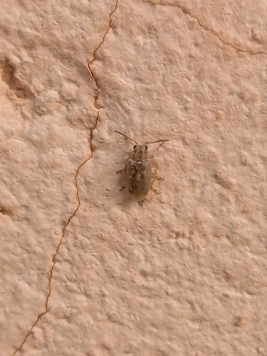 Monoxia obesula