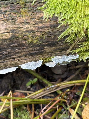 Cyanosporus alni