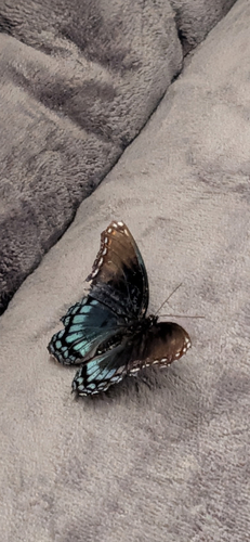 Red-spotted Admiral