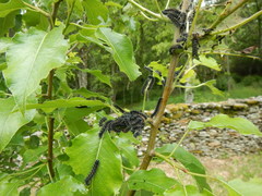 Nymphalis polychloros