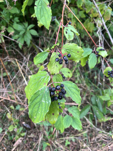 common dogwood