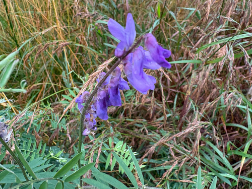 tufted vetch