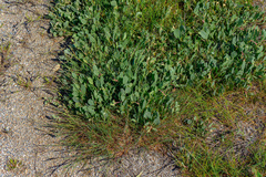 Atriplex verrucifera