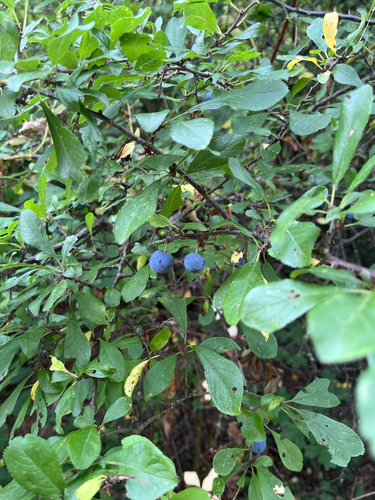Blackthorn