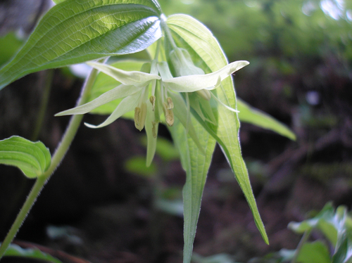 Prosartes lanuginosa, photograph 3