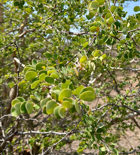 knobthorn