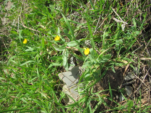 Calendula arvensis