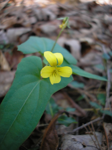 Viola hastata