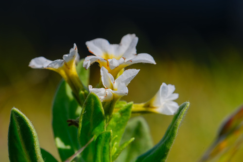 Siberian Sea-rosemary