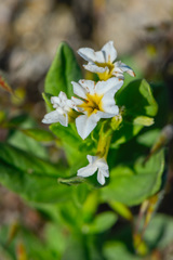 Tournefortia sibirica