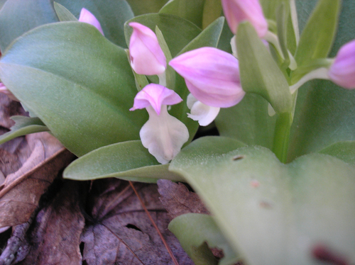 Galearis spectabilis, photograph 6