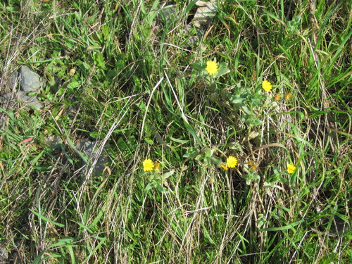 Calendula arvensis