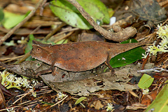 Brookesia superciliaris