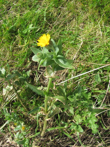 Calendula arvensis