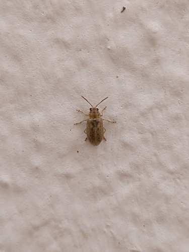 Monoxia obesula