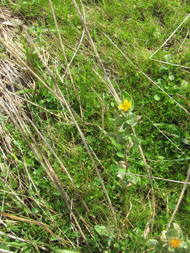 Calendula arvensis
