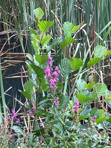 purple loosestrife