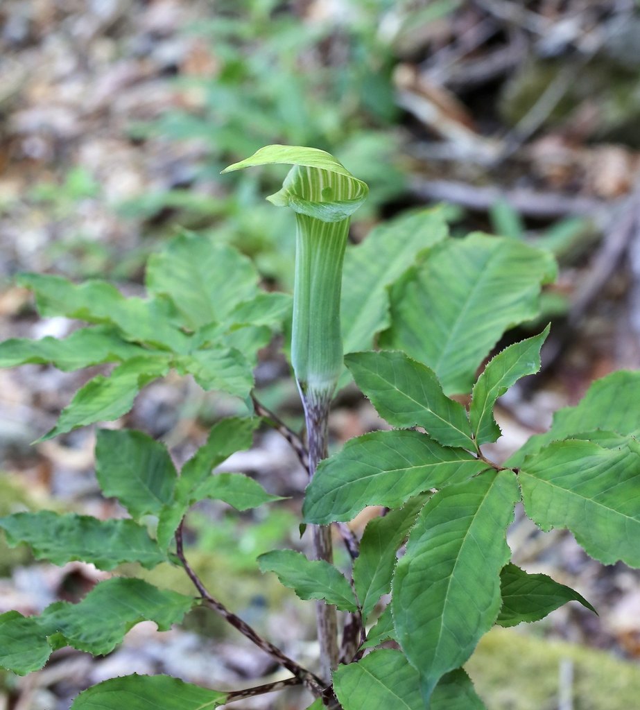 Arisaema angustatum