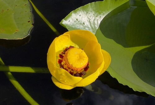western yellow pond-lily