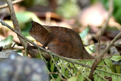 Brookesia superciliaris