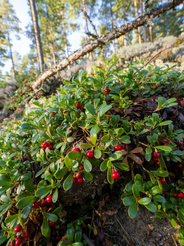 bearberry