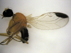 Phyllodromia flexura
