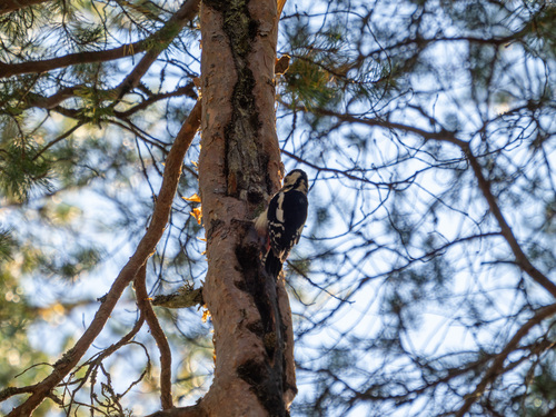 Great Spotted Woodpecker