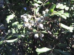 Cupaniopsis anacardioides