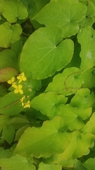 Epimedium