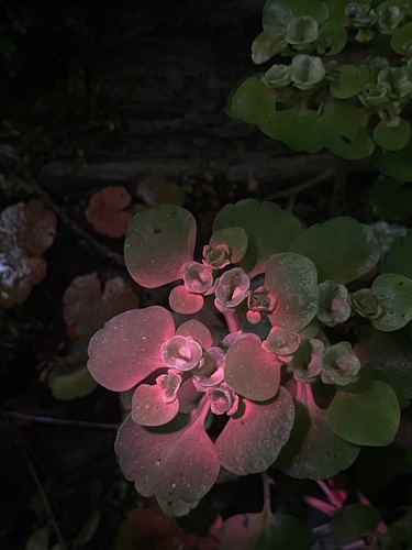 Chrysosplenium alternifolium, photograph 5