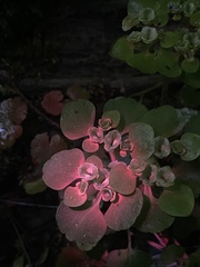 Chrysosplenium alternifolium, photograph (c) Katharine Khamhaengwong, some rights reserved (CC BY)