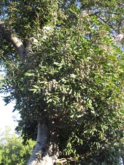 Cupaniopsis anacardioides