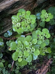 Chrysosplenium alternifolium, photograph (c) Katharine Khamhaengwong, some rights reserved (CC BY)