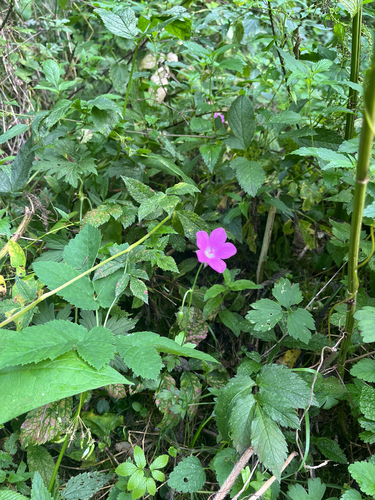 Marsh Crane's-bill
