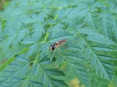 Sphaerophoria sulphuripes