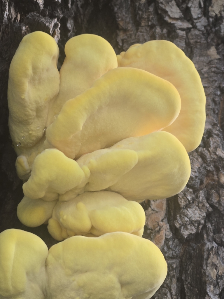 Western Hardwood Sulphur Shelf · September 2026 · photo: Photo: (c) Christopher Cooke, some rights reserved (CC BY) · iNaturalist