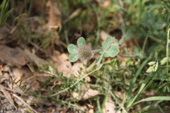 Trifolium hirtum