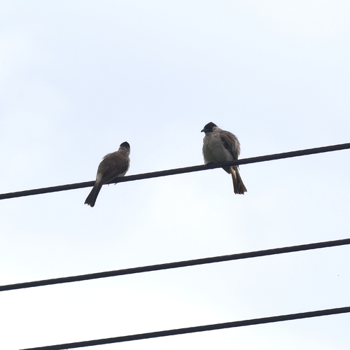 Sooty-headed Bulbul