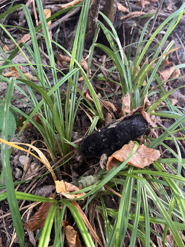 European Mole