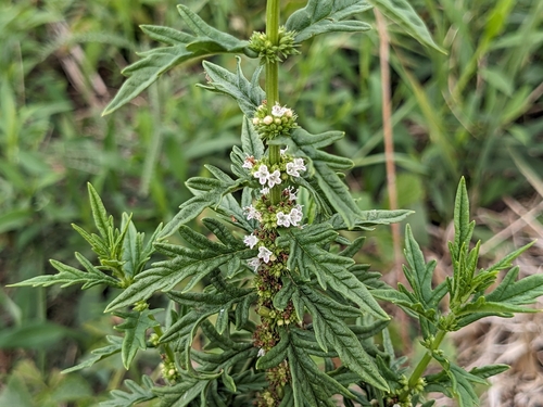 cut-leaved gypsywort