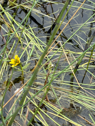 Bidens beckii