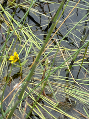 Bidens beckii