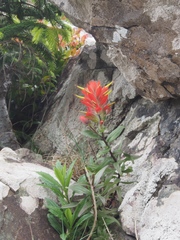 Castilleja miniata dixonii
